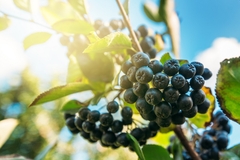Image Aronia berries