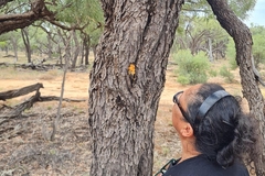 Gidyea gum growing on a tree in Australia.