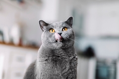 Image Cat licking