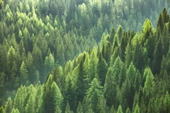 Image pine tree forest