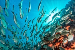 Image school of fish under water