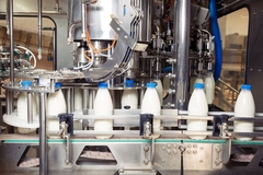 Bottled milk on a production line.