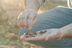 Image harvesting olives