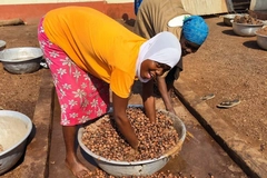 Image Two women shea workers sorting through shea nuts.