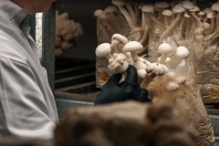 Image A scientist holding a pot of mushroom
