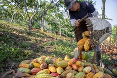Image Cacao farming.