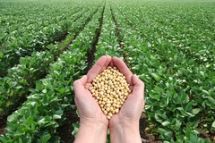 Image Hands holding soybeans