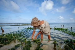 Image A woman farming for seaweed.
