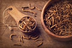 Image Edible mealworms