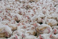 Image Chickens.