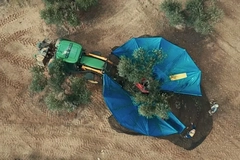 Image A birds eye view of a olive tree being cultivated.