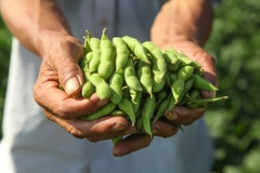 Image farmer hands holding freshly harvested edamame
