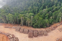 Deforestation.