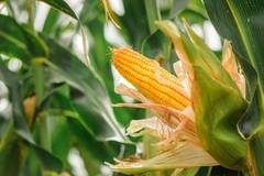 Image Corn crop