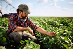 A farmer checking crops.