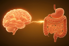 Image Illustration of gut-brain axis