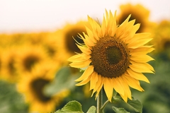 Sunflowers.