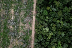 Deforestation.