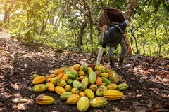 farmer picking up cocoa pods in forest