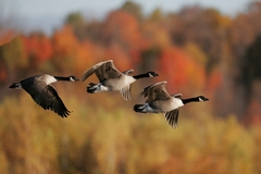Image Waterfowl birds in flight.