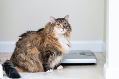 Image Fat cat with weighing scale