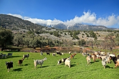 Image Goat farming in Greece.