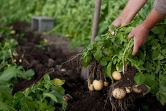 Image potatoes harvesting