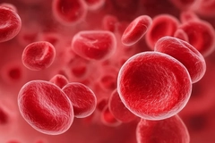 Image Red blood cells