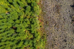 Image Deforestation.