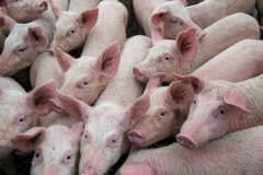 Image Pigs.