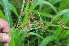 Purple nutsedge