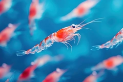 Image Ocean c