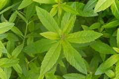 Image Lemon verbena
