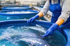 Image Inside industrial fish farming.
