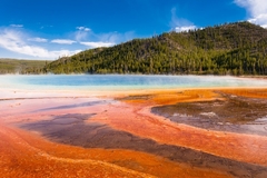 Red algae.