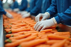 Image Workers in blue uniform sort fresh carrots on conveyor belt.