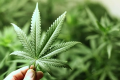 Image Cannabis leaf