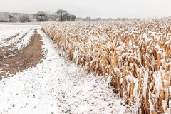 a farm lane along a standing field of corn