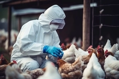 Image Bird flu.