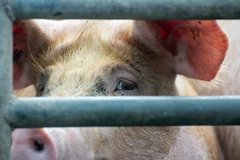 Image Caged pigs.