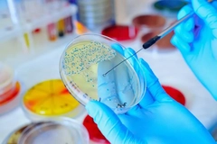 Image Research on bacteria