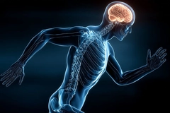 Human skeletal and nervous system in motion demonstrating biomechanics, brain body coordination Human skeletal and nervous system in motion demonstrating biomechanics, brain body coordination