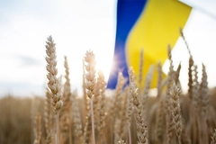 Image Ukraine flag in crop field.