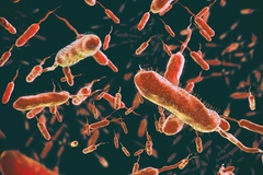Cholera bacteria Cholera bacteria