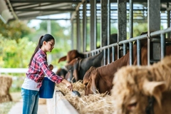 Image Female farmer feeding cows.