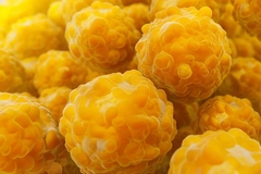 Adipose tissue Adipose tissue