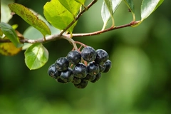 Aronia Nero Eggert variety Aronia Nero Eggert variety