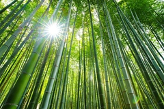 Image Bamboo forest