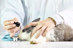 Image A rabbit having a dropper put into its eye.