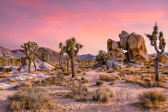 Image California Joshua national park at sunset